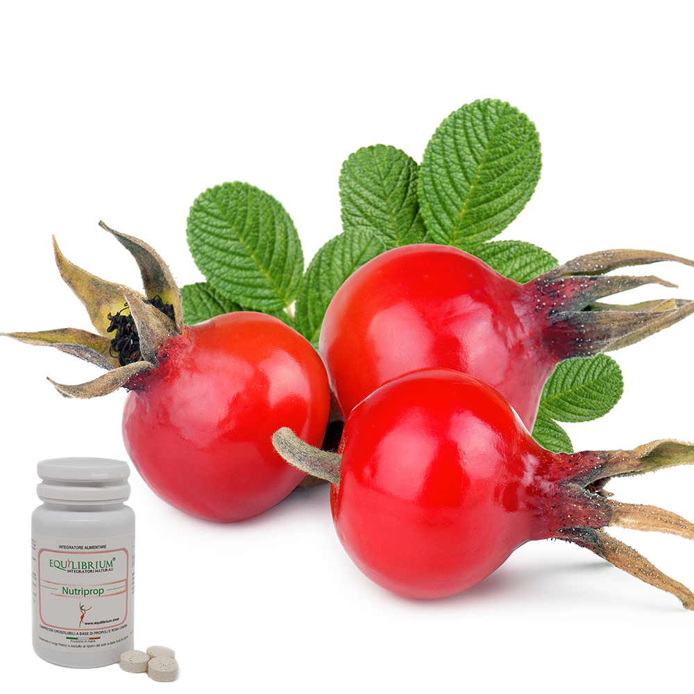 Rose Hip ягода